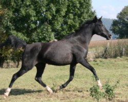 broodmare Khali ox (Arabian thoroughbred, 1996, from El Iblis ox)