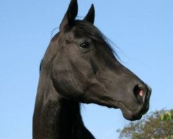 broodmare Mara II ox (Arabian thoroughbred, 1996, from El Iblis ox)