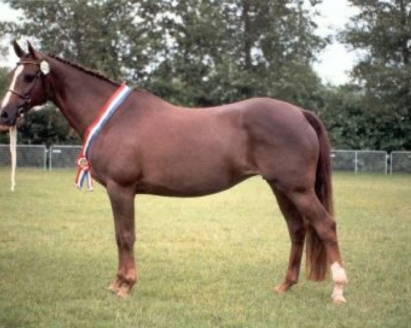 broodmare Valentina (Nederlands Welsh Ridepony,  , from Valentino)