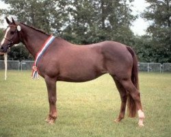 broodmare Valentina (Nederlands Welsh Ridepony,  , from Valentino)