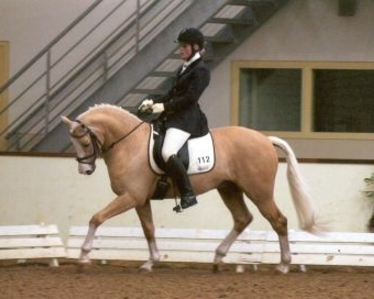 Deckhengst Veenstra's Promise (Nederlands Welsh Ridepony, 1999, von Verona's Bo-Gi)