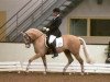 stallion Veenstra's Promise (Nederlands Welsh Ridepony, 1999, from Verona's Bo-Gi)