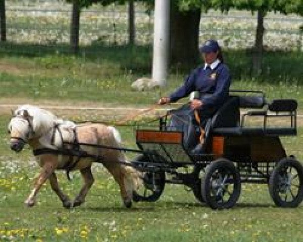 stallion Meerhusen's Palermo (Shetland Pony, 2007, from Pride van Hoeve Eelwerd)