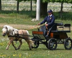 Deckhengst Meerhusen's Palermo (Shetland Pony, 2007, von Pride van Hoeve Eelwerd)