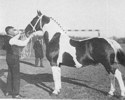 stallion Koekoek (Groningen, 1923, from Griedel)