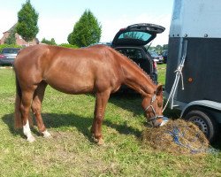 broodmare Flair (Westphalian, 2000, from Florestan I)