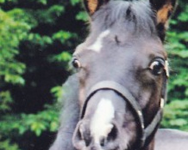 broodmare Geronimos Nikita ox (Arabian thoroughbred, 2004, from El Iblis ox)