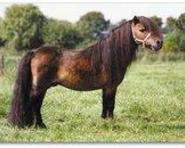 stallion Adam van Spuitjesdom (Shetland pony (under 87 cm), 1986, from Vorden Buddleia)