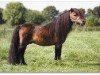 Deckhengst Adam van Spuitjesdom (Shetland Pony (unter 87 cm), 1986, von Vorden Buddleia)