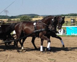 Pferd Gigolo (Trakehner, 2008, von Sir Chamberlain)