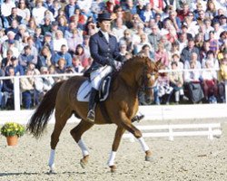 stallion Ulfenbach Dream Boy (German Riding Pony, 1994, from Derano Gold)