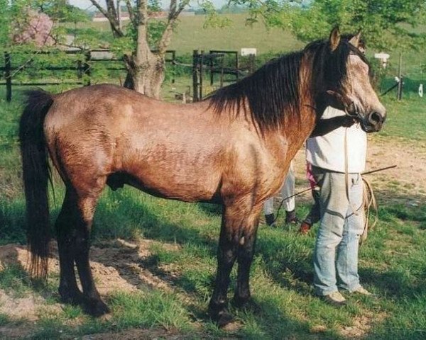 stallion Lambay Fireball (Connemara Pony, 1963, from Camlin Cicada)