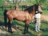 stallion Lambay Fireball (Connemara Pony, 1963, from Camlin Cicada)