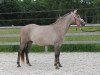 jumper Opaline Optima (Belgian Riding Pony, 2010, from Orchid's Romario II)