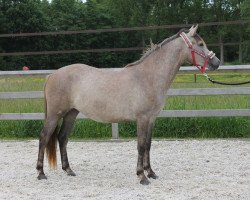 Springpferd Opaline Optima (Belgisches Reitpony, 2010, von Orchid's Romario II)