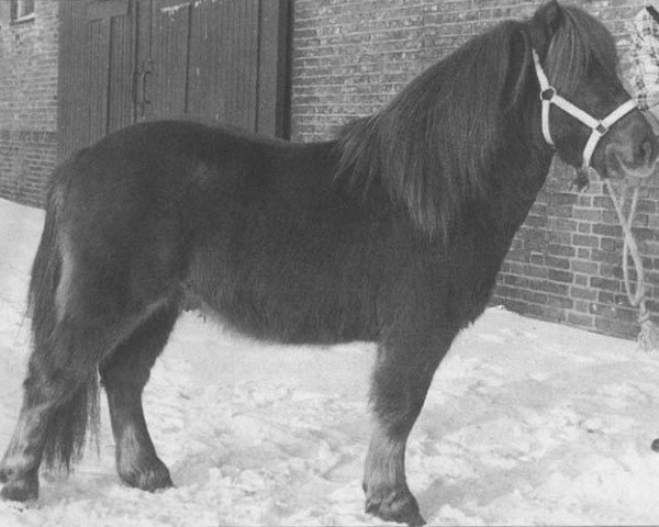 stallion Winston L.H. (Shetland Pony, 1984, from Kismet van Bunswaard)