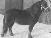 stallion Winston L.H. (Shetland Pony, 1984, from Kismet van Bunswaard)