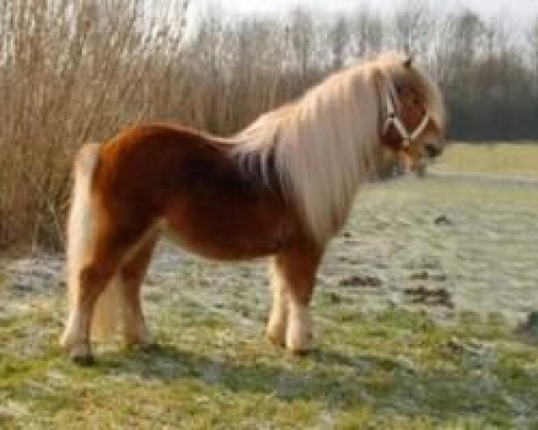 stallion Pride van Hoeve Eelwerd (Shetland Pony, 2000, from Furore van Stal Brammelo)