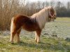 stallion Pride van Hoeve Eelwerd (Shetland Pony, 2000, from Furore van Stal Brammelo)