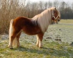 Deckhengst Pride van Hoeve Eelwerd (Shetland Pony, 2000, von Furore van Stal Brammelo)