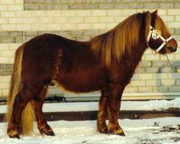 stallion Dageraad v.d. Zandkamp (Shetland Pony, 1989, from Winston L.H.)