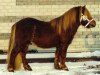Deckhengst Dageraad v.d. Zandkamp (Shetland Pony, 1989, von Winston L.H.)