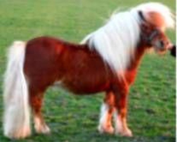 Deckhengst Furore van Stal Brammelo (Shetland Pony, 1991, von Adam van Spuitjesdom)