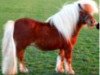 stallion Furore van Stal Brammelo (Shetland Pony, 1991, from Adam van Spuitjesdom)