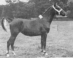 broodmare Omia (Gelderland, 1950, from Graaf van Wittenstein)