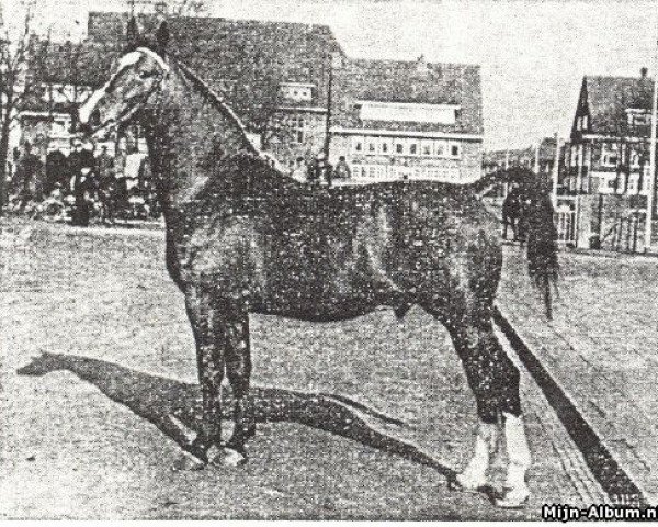 stallion Usurpator (Gelderland, 1955, from Olaf van Wittenstein)