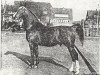 stallion Usurpator (Gelderland, 1955, from Olaf van Wittenstein)