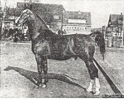 Deckhengst Usurpator (Gelderländer, 1955, von Olaf van Wittenstein)