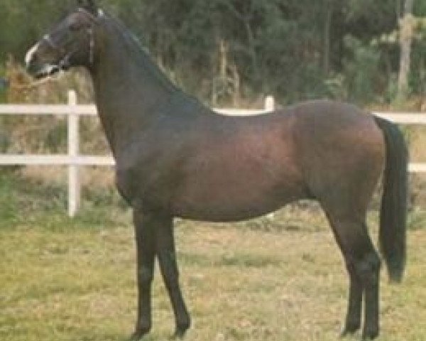 stallion Escorial xx (Thoroughbred, 1955, from Orsenigo xx)