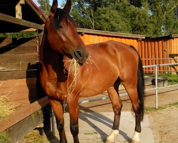 dressage horse Forever 141 (Westphalian, 2002, from Faveur)