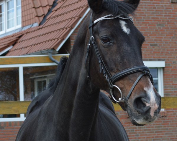 broodmare Nonia (Oldenburg, 1997, from Don Schufro)