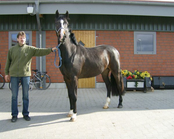 broodmare Narnia (Oldenburg, 2007, from Roadster)