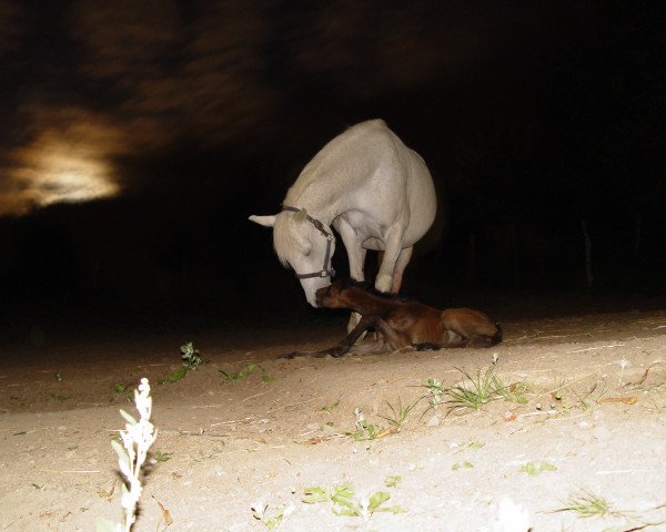 broodmare Sley (Rhinelander, 1988, from Ali Baba ox)