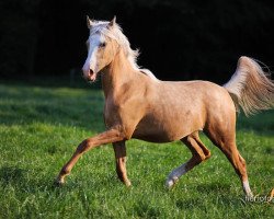 Zuchtstute Golden Amalia AS (Kleines deutsches Reitpferd, 2013, von PC Amal ox)