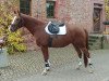 broodmare Munawwara FG (Zangersheide riding horse, 2011, from Michael)