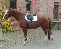 broodmare Munawwara FG (Zangersheide riding horse, 2011, from Michael)