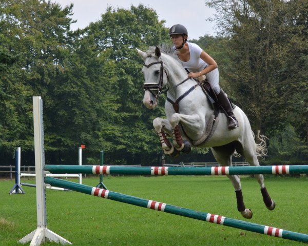 jumper Weiße Taube (Holsteiner, 2006, from Cassiano)