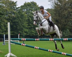 jumper Weiße Taube (Holsteiner, 2006, from Cassiano)