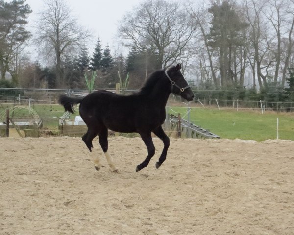 dressage horse Carbid (Oldenburg, 2012, from Christ)