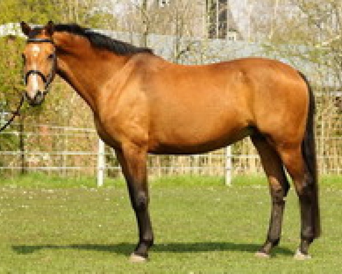 broodmare Sorina H (Holsteiner, 2002, from Newton)