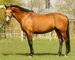 broodmare Sorina H (Holsteiner, 2002, from Newton)