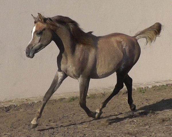 horse Naji (Arabian, 2013)