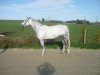 broodmare La Bella Luna 7 (Rhinelander, 2006, from Lord Lancer)