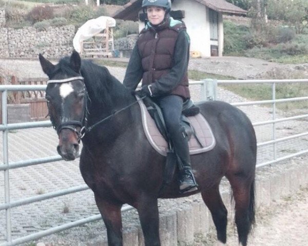 stallion Libero (Freiberger, 1997, from Lambado Boy)