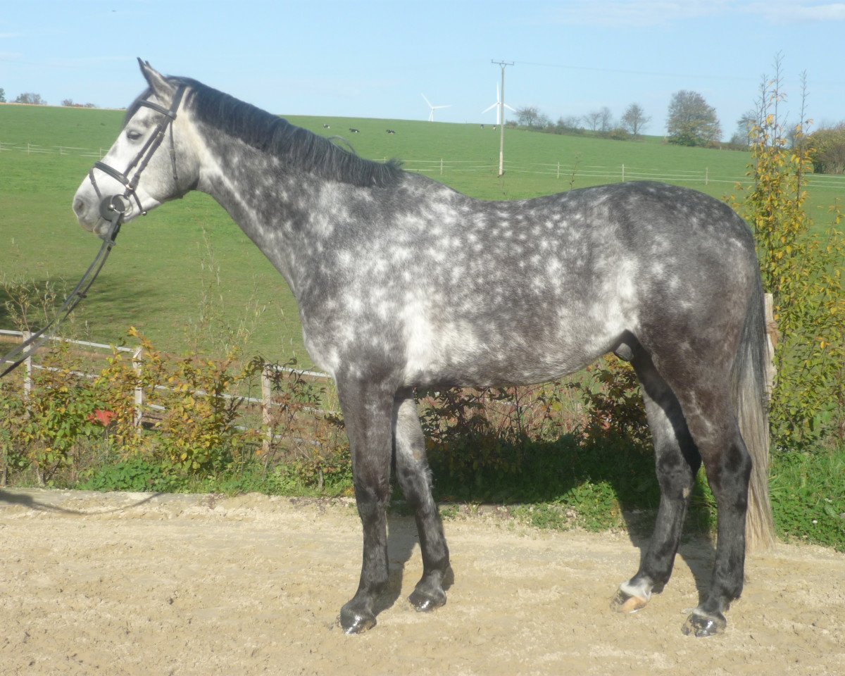 Springpferd Chegamos (Oldenburger Springpferd, 2008, von Causa Confido V.D.R.)