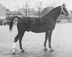 Deckhengst Boris (Gelderländer, 1960, von L'Invasion AN)